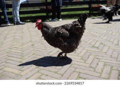Chicken road nederland, chicken road spel